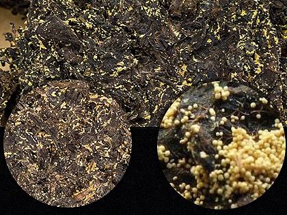 茯砖茶-金花茯茶 古渡