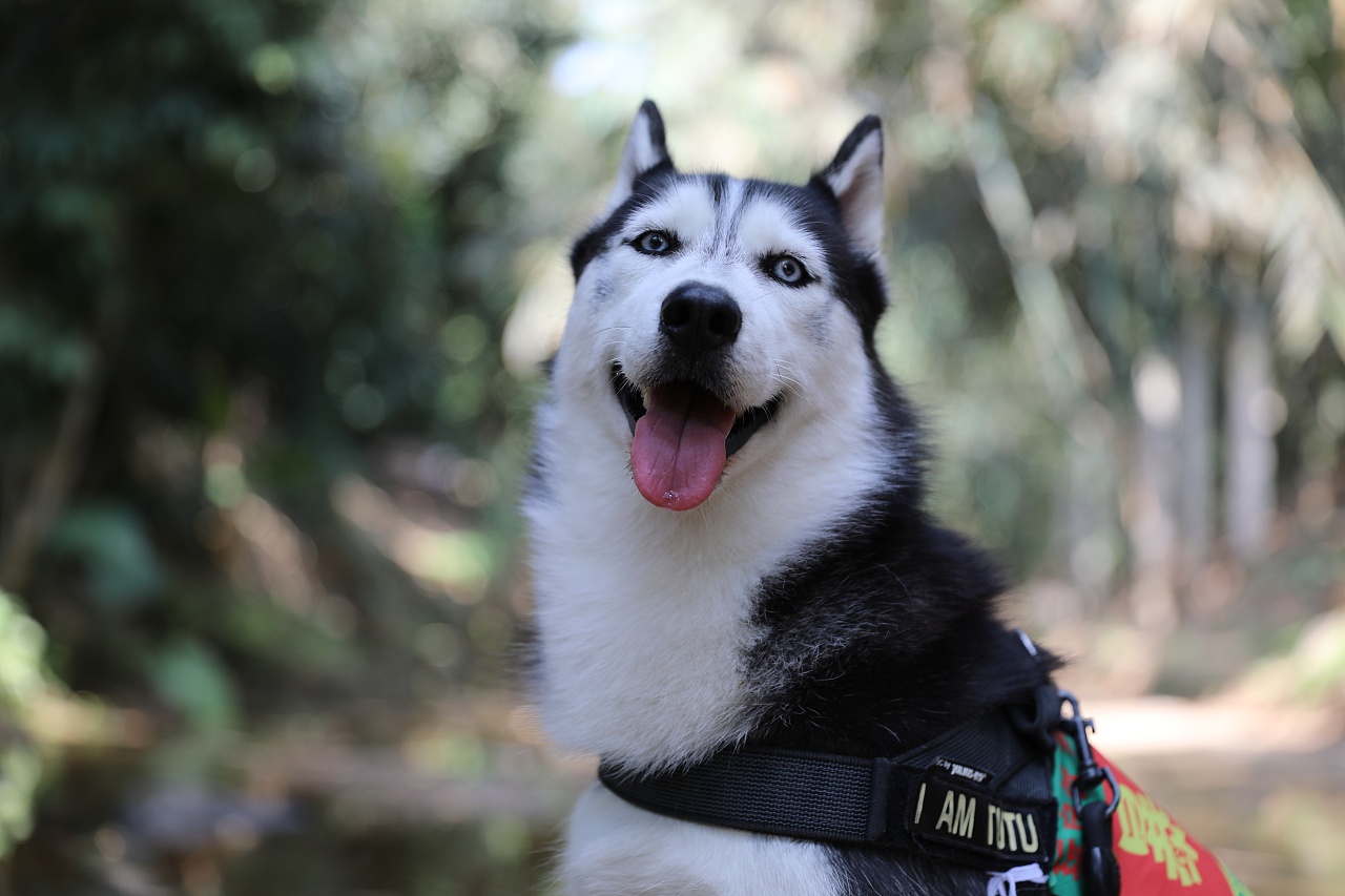 宠物摄影 l 带着二哈到山里过年
