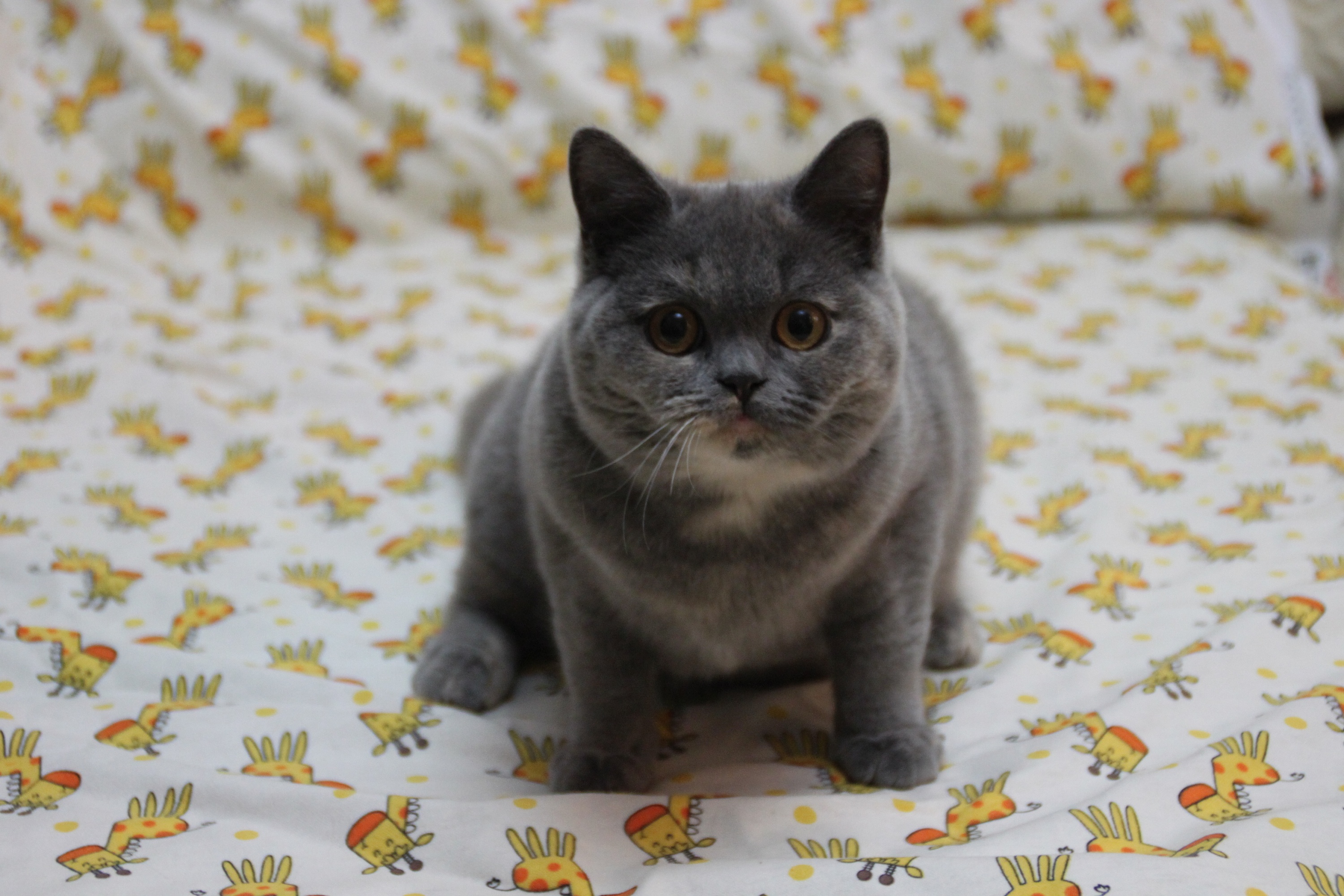 英国短毛猫-小二黑-蓝乳色-母猫