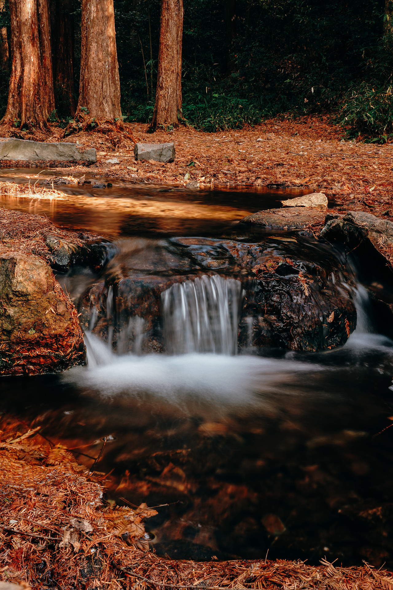 杭州的冬季\九溪\枫叶