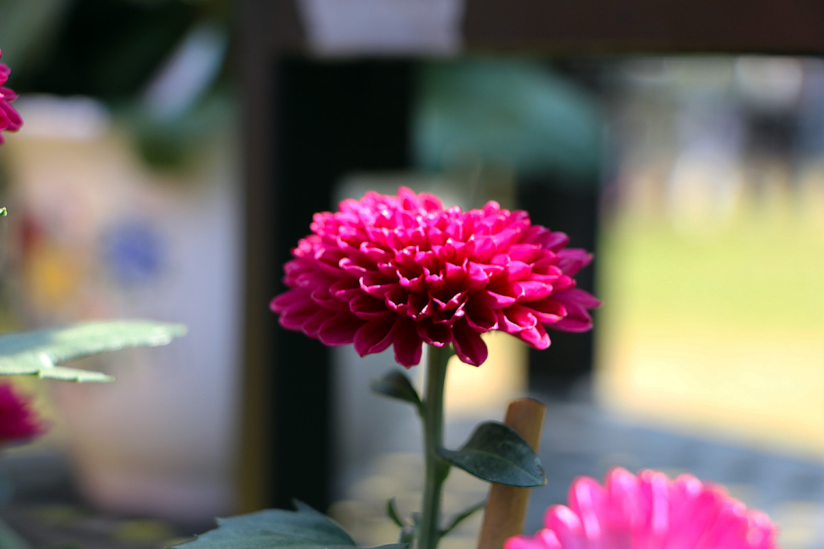 年有花季，人如花期（2）（图ZMjM3NTY4MDQ4） - 风光摄影 - 站酷设计师小小样88原创素材 - 站酷ZCOOL