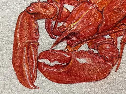 彩铅-小龙虾