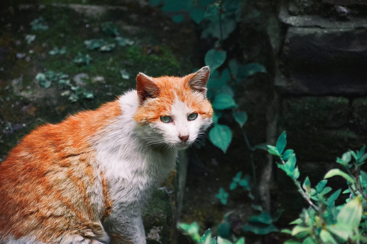 家门口的猫和下雨天（图ZMTE3ODI0MDE2） - 宠物摄影 - 站酷设计师Rihiyo原创素材 - 站酷ZCOOL