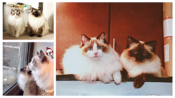 【萌宠by雪娃娃】布偶兄弟（图ZMTYwMDYwODgw） - 商业插画 - 站酷设计师雪娃娃童画原创素材 - 站酷ZCOOL