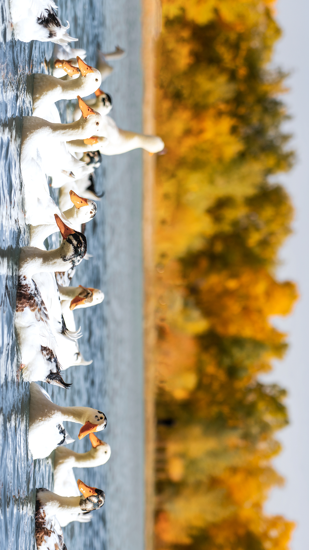 心静（图ZMTgwODMzNTI0） - 风光摄影 - 站酷设计师摄影任熹微原创素材 - 站酷ZCOOL