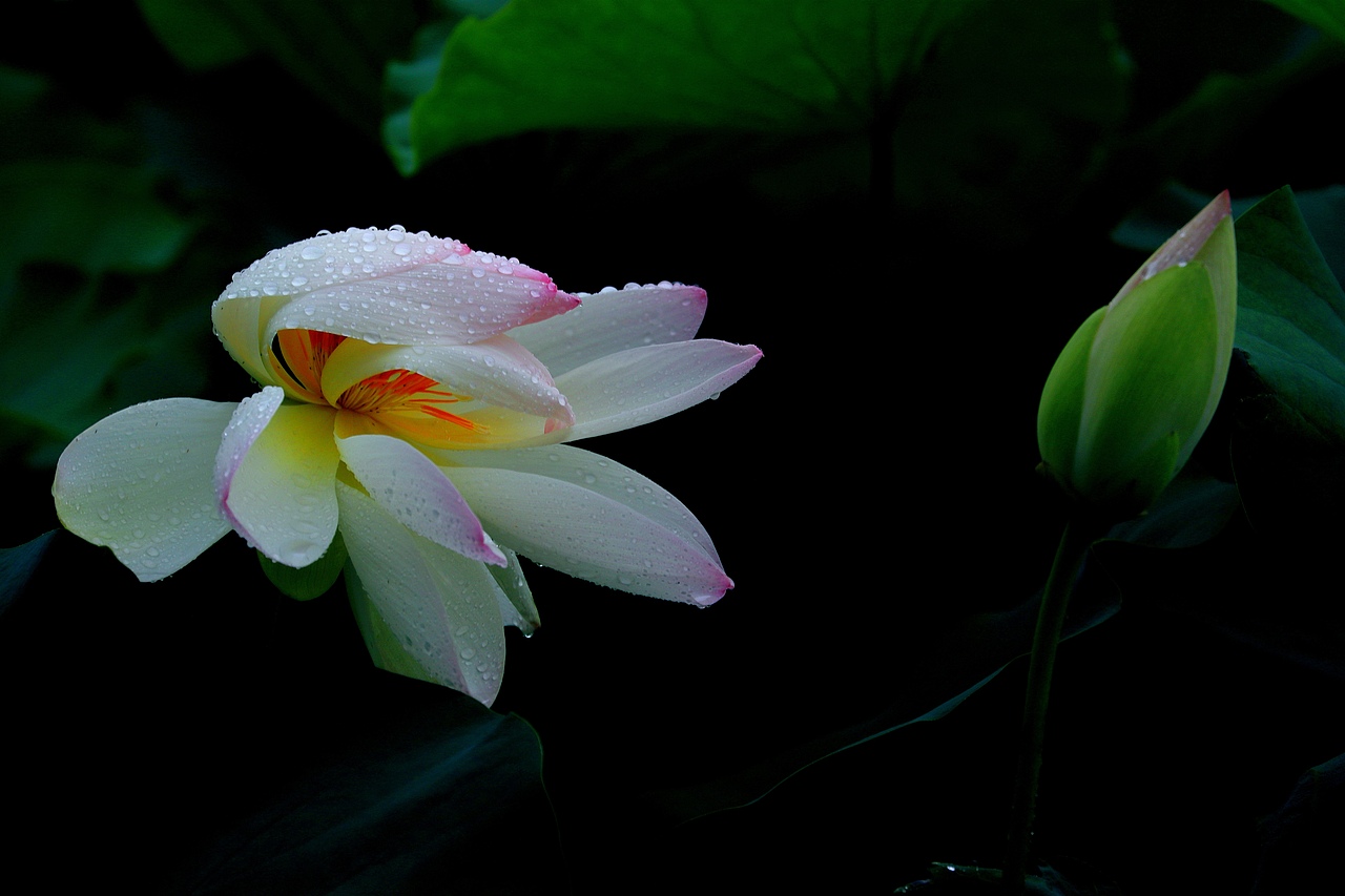 荷塘/荷花/雨荷