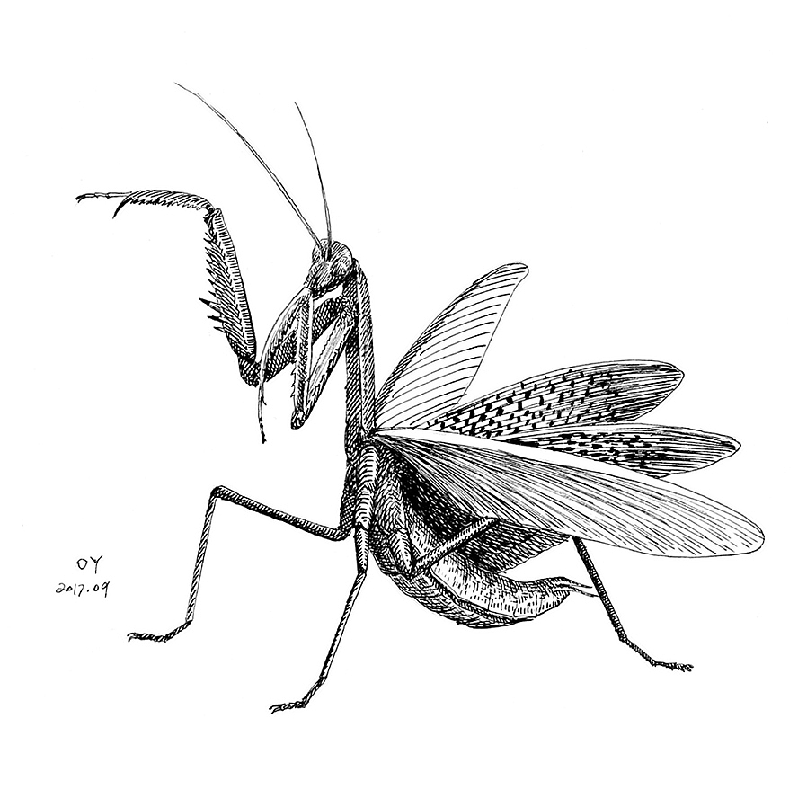 oy手绘昆虫速写