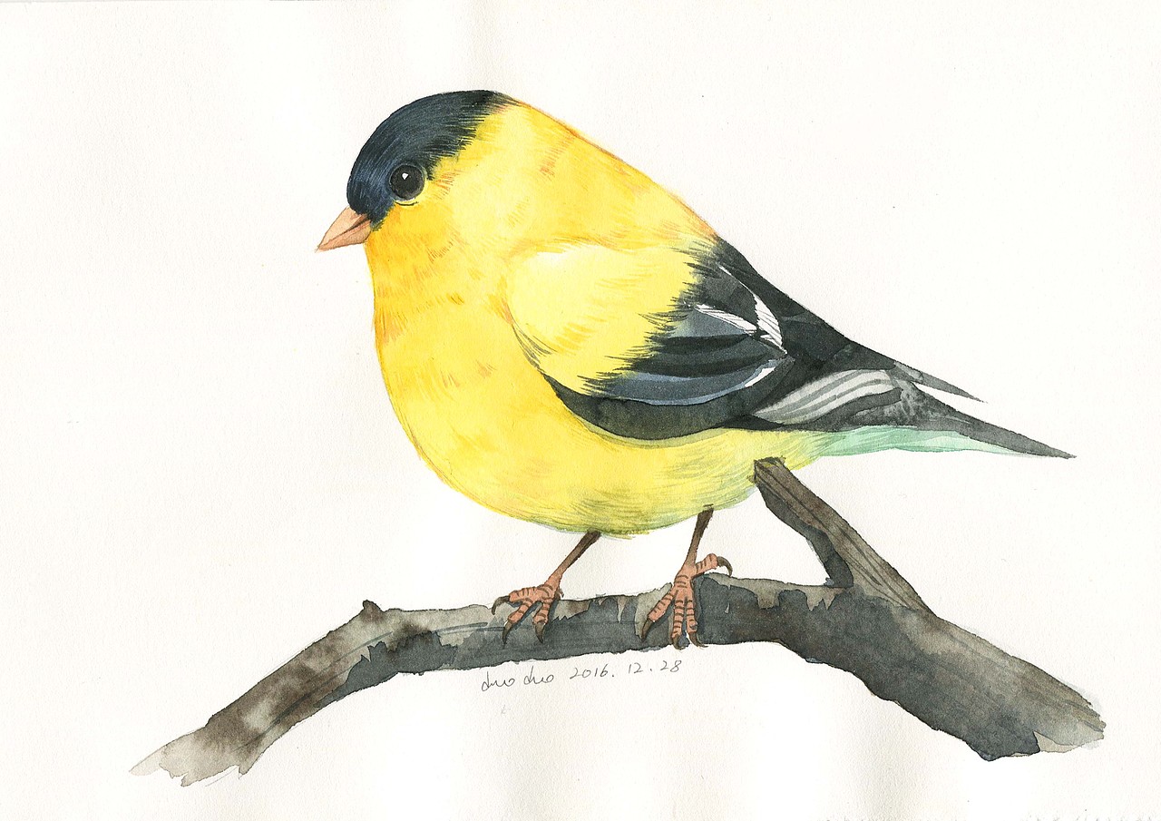 鸟类水彩小画