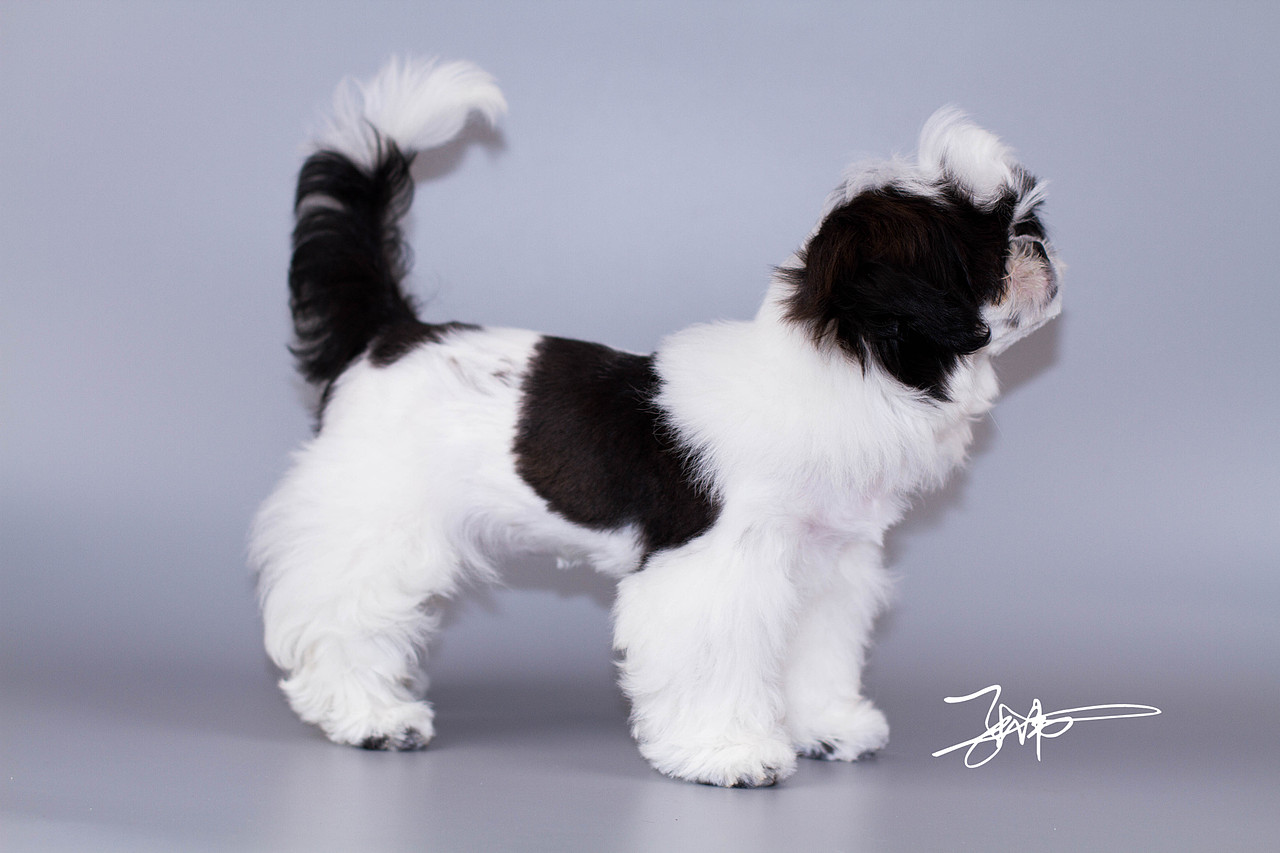 西施犬（图ZMjg5NjE1OTUy） - 宠物摄影 - 站酷设计师铲屎官小分队原创素材 - 站酷ZCOOL