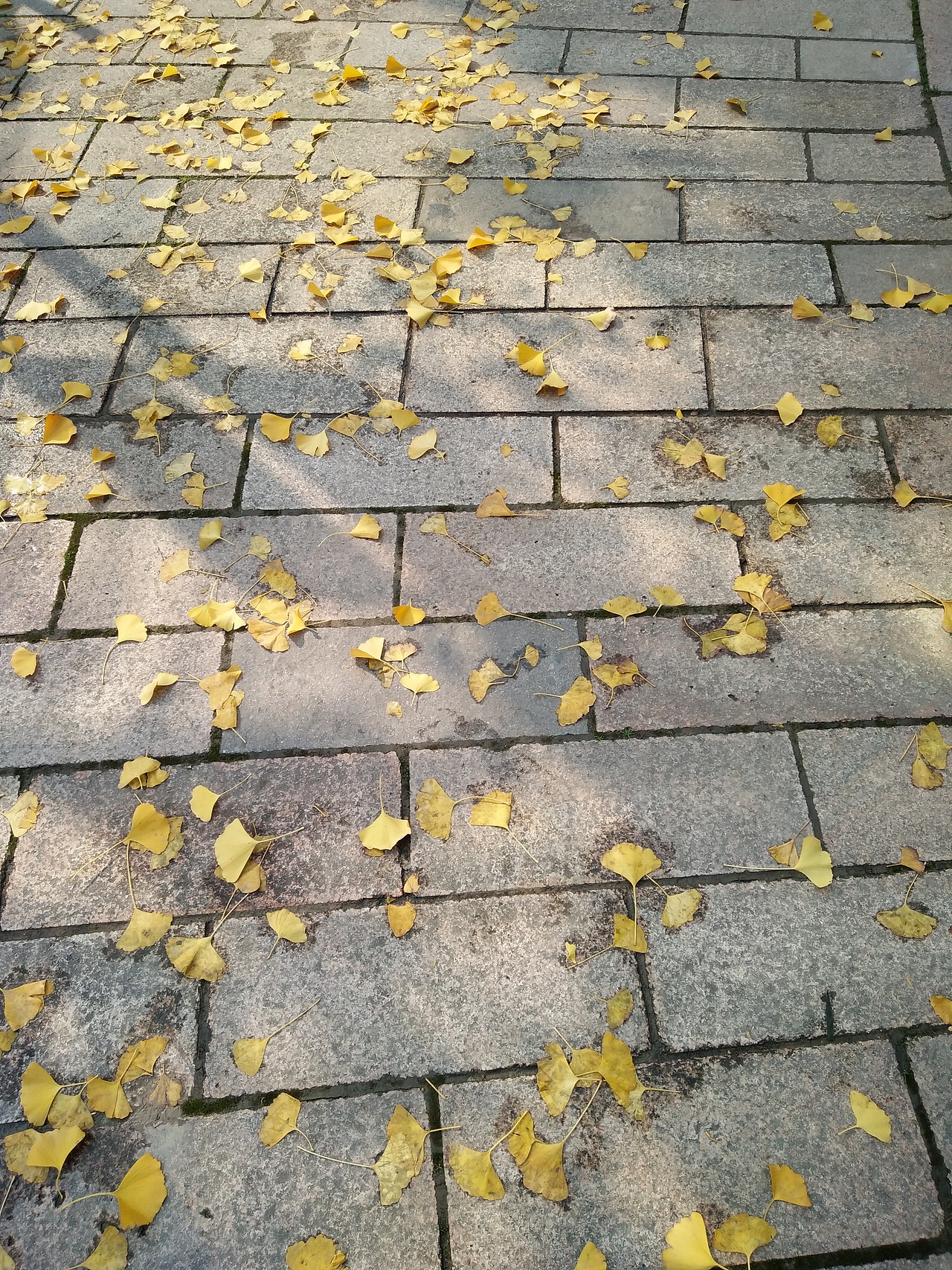 枫叶飘落的季节