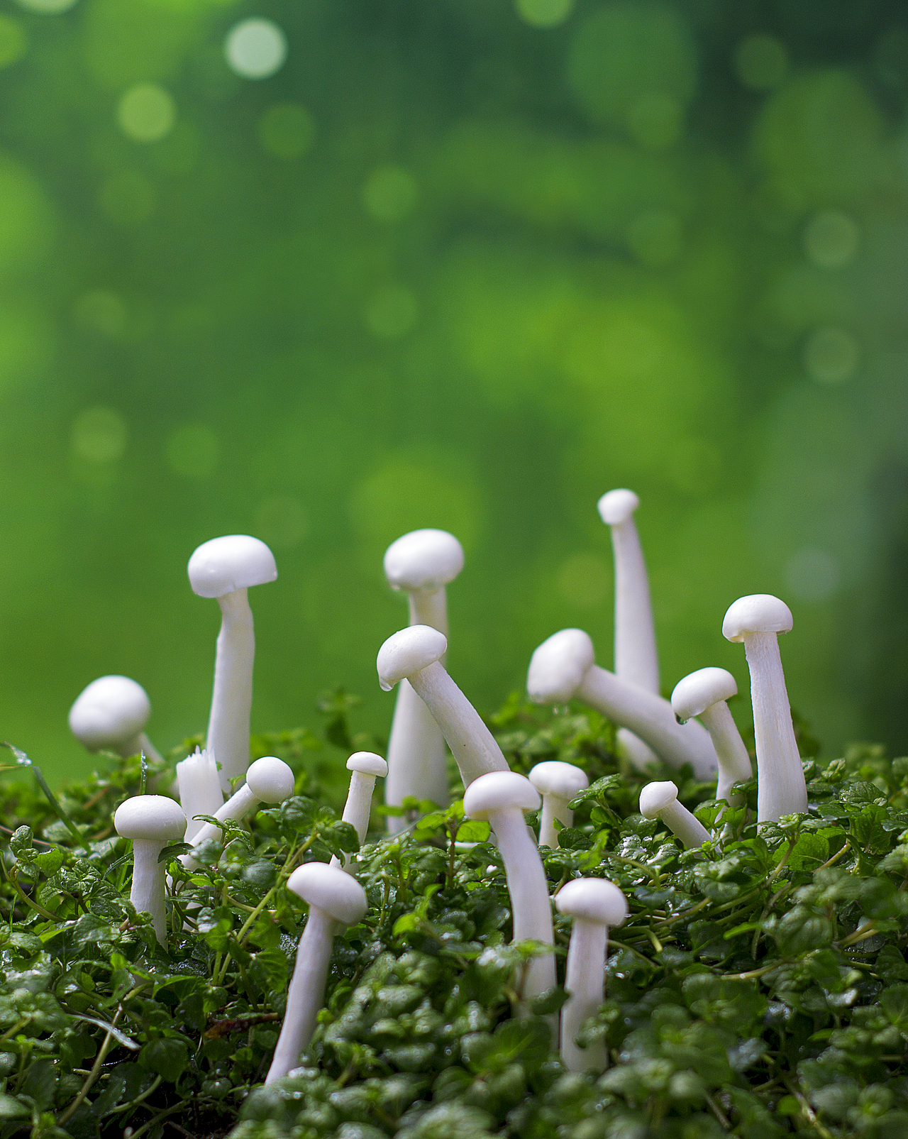 中国传统节气：惊蛰（图ZMjQ1MTM2NjQw） - 产品摄影 - 站酷设计师凨影视觉原创素材 - 站酷ZCOOL