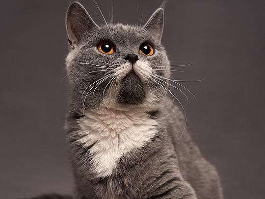 上海 宠物摄影 | 赛级宠物猫 美国曼切堪 | 油桃视觉 