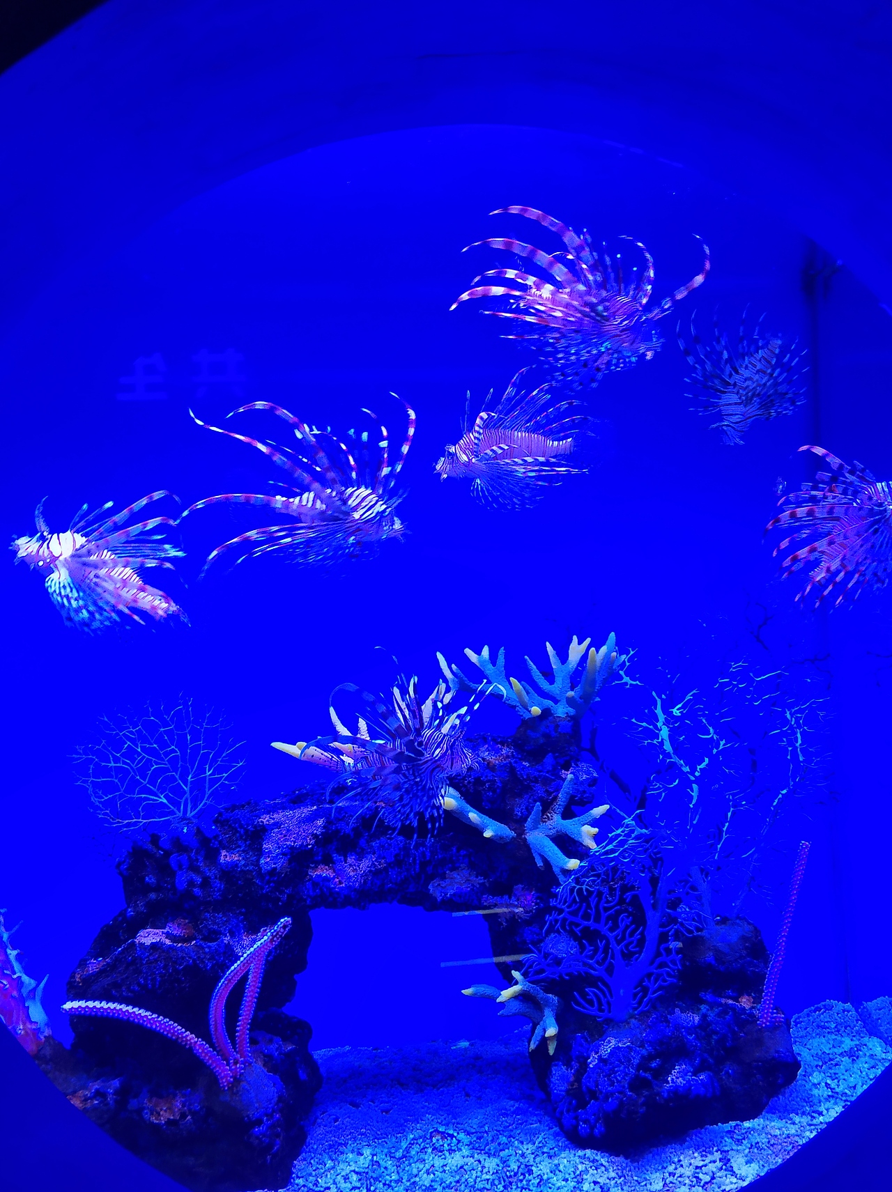 海洋馆（图ZMTkzMzM5MTQw） - 宠物摄影 - 站酷设计师仙人掌sxw原创素材 - 站酷ZCOOL