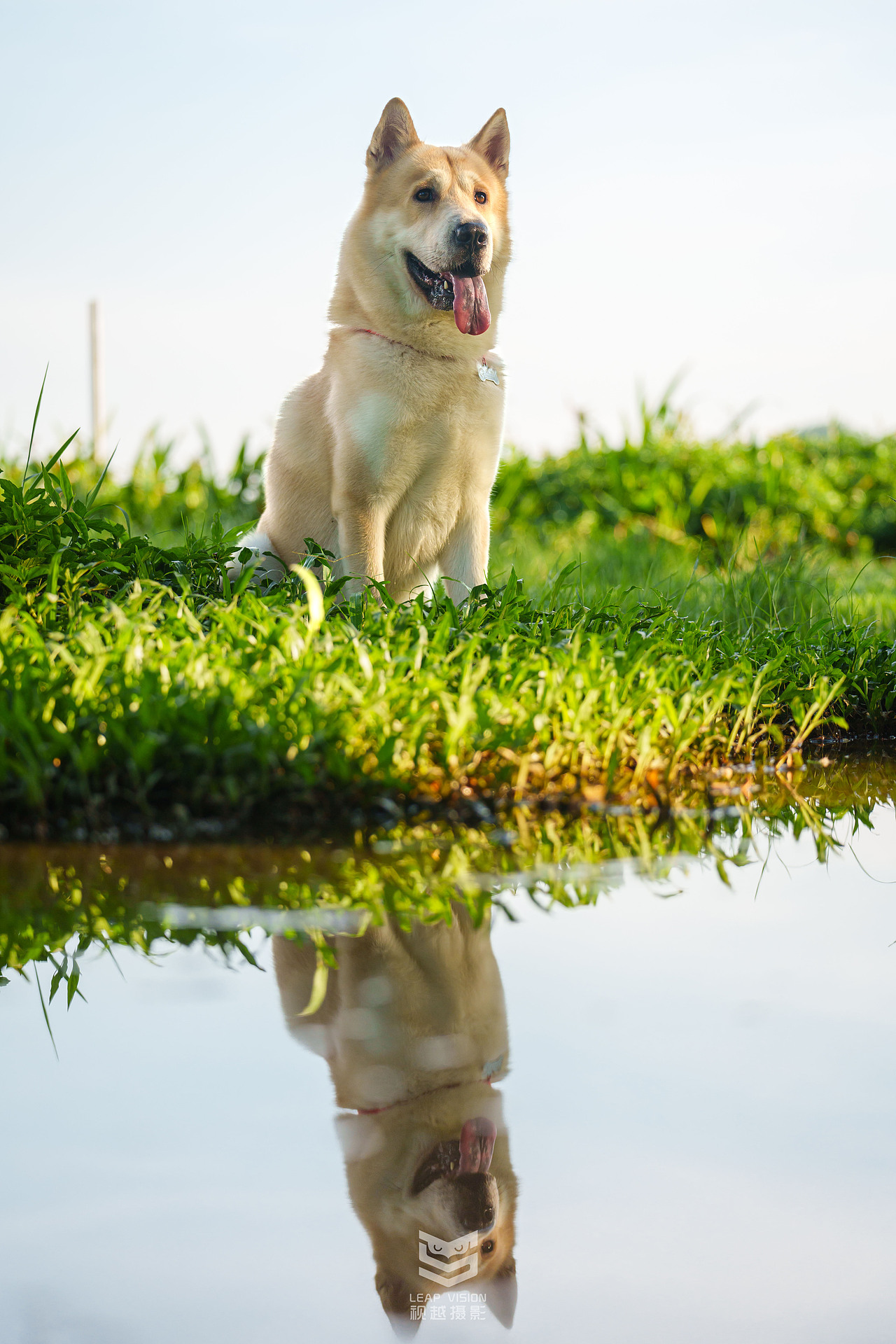狗狗夏日戶外拍攝（圖ZMzQzMDIwMTky） - 寵物攝影 - 站酷設(shè)計(jì)師小樣攝影原創(chuàng)素材 - 站酷ZCOOL
