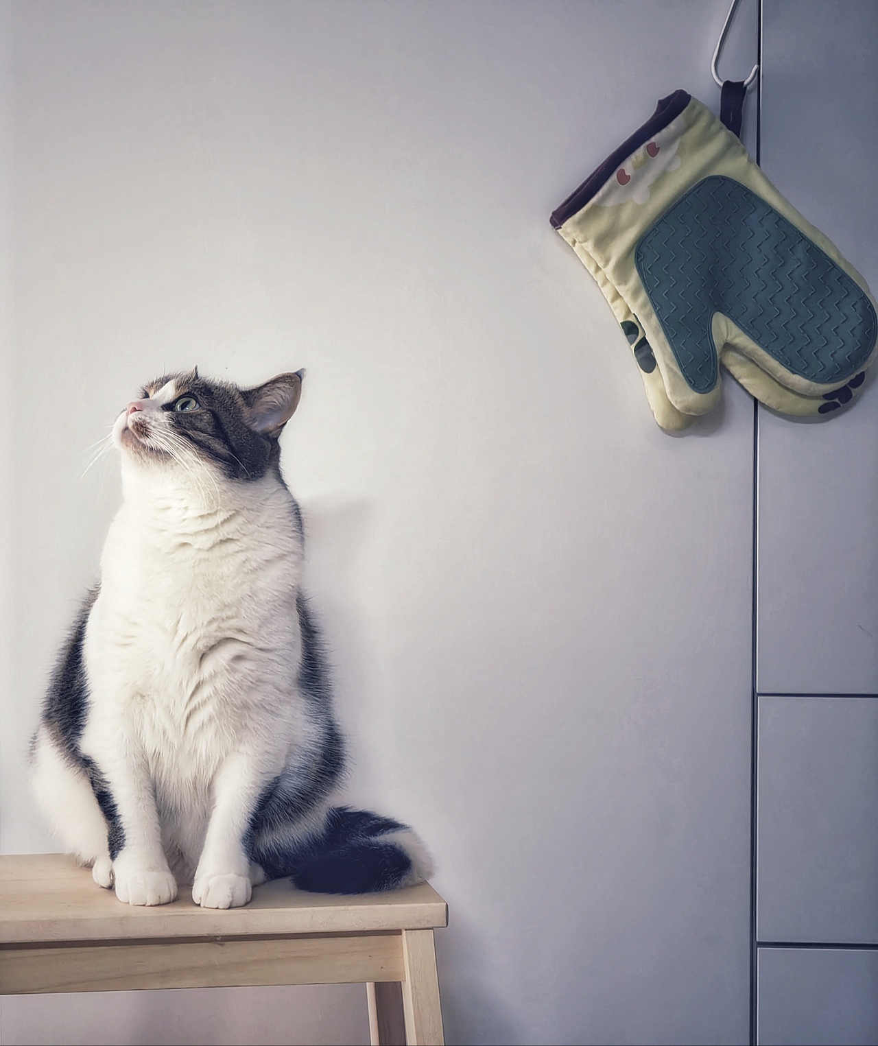 随拍·家里小主子（图ZMzYwMjg1Nzgw） - 宠物摄影 - 站酷设计师佳子酱原创素材 - 站酷ZCOOL