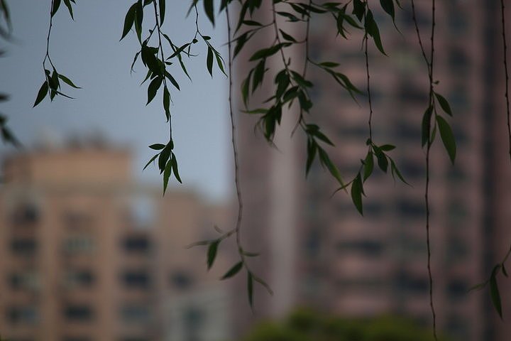 公园春天花与鸟（图ZMjk3NTE2NDY4） - 风光摄影 - 站酷设计师万向视觉原创素材 - 站酷ZCOOL