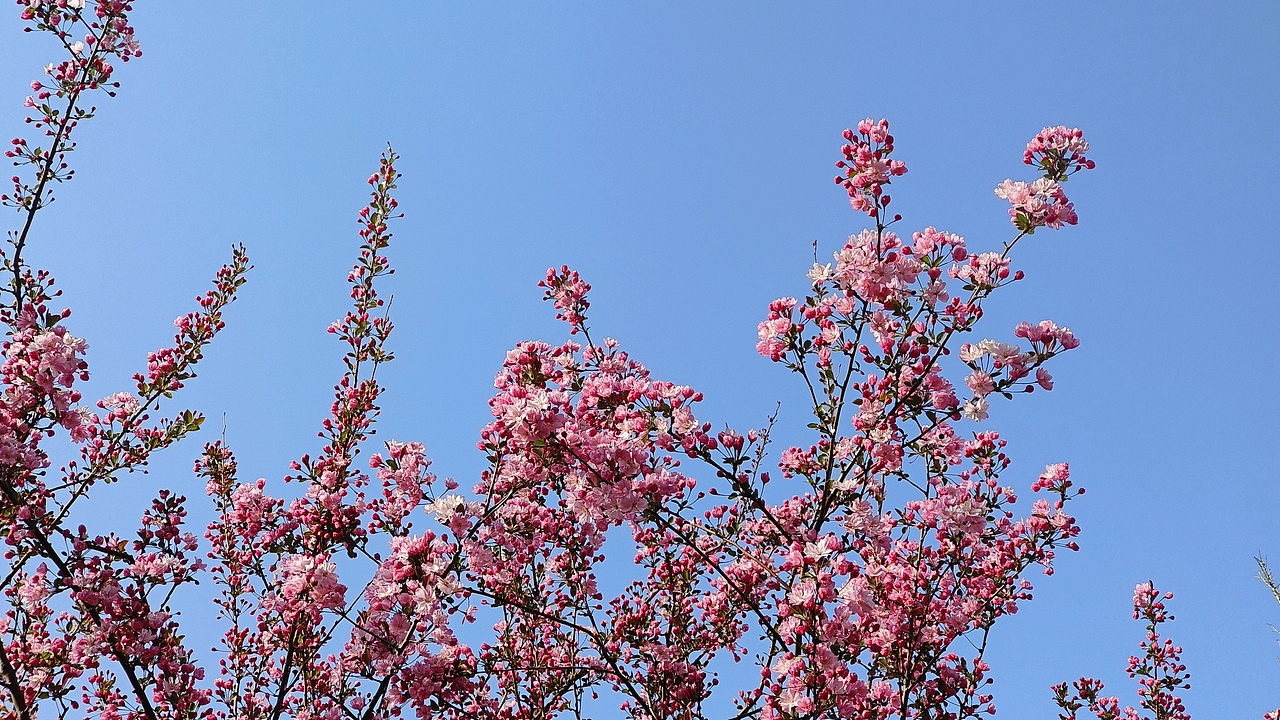 省耕公园--海棠花