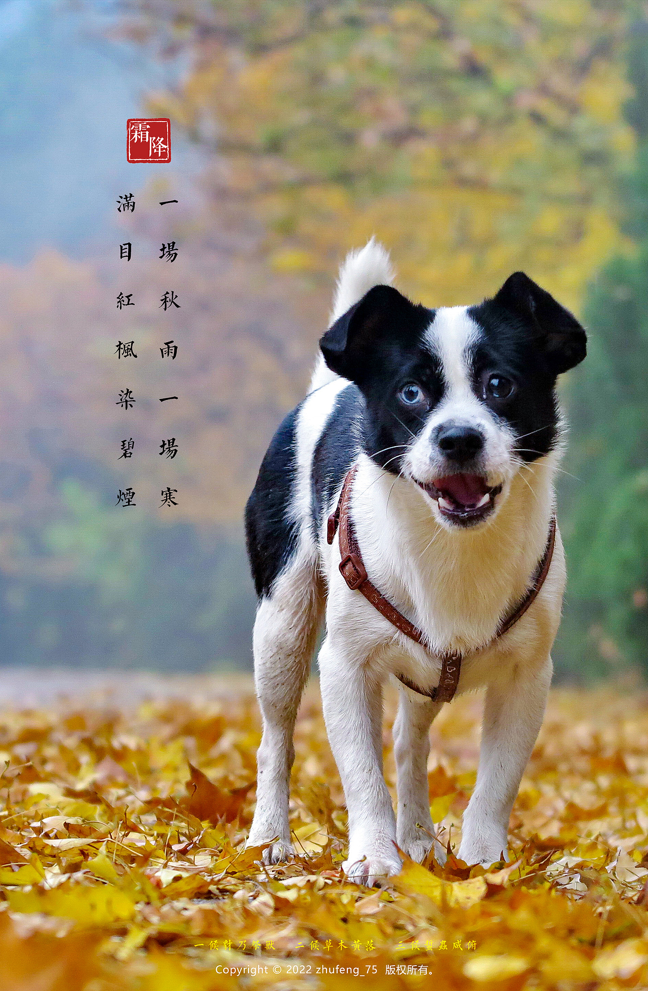 朱峰摄影作品之《二十四节气之家汪四季》(2022竖版)