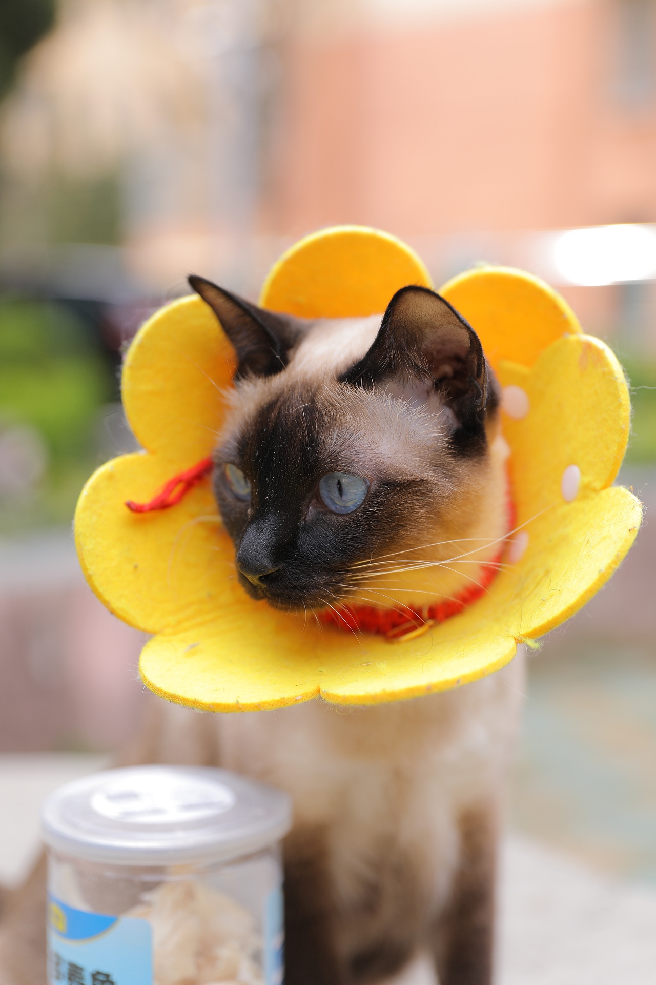 宠物猫（图ZMzY4MzExOTIw） - 宠物摄影 - 站酷设计师zpping123原创素材 - 站酷ZCOOL