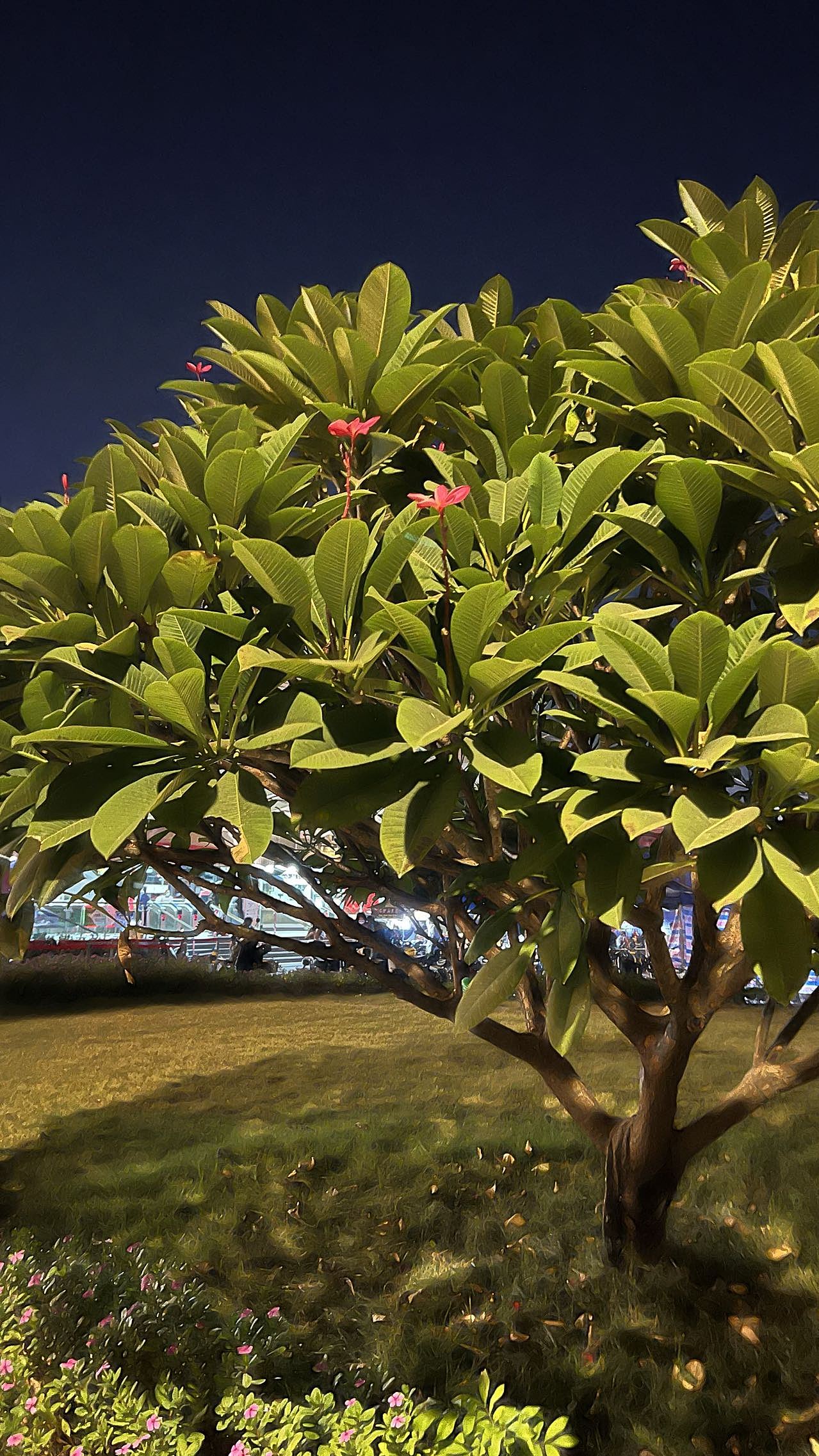 电商首饰拍摄 粉色底 小雏菊 耳钉蝴蝶胸针 项链 花朵