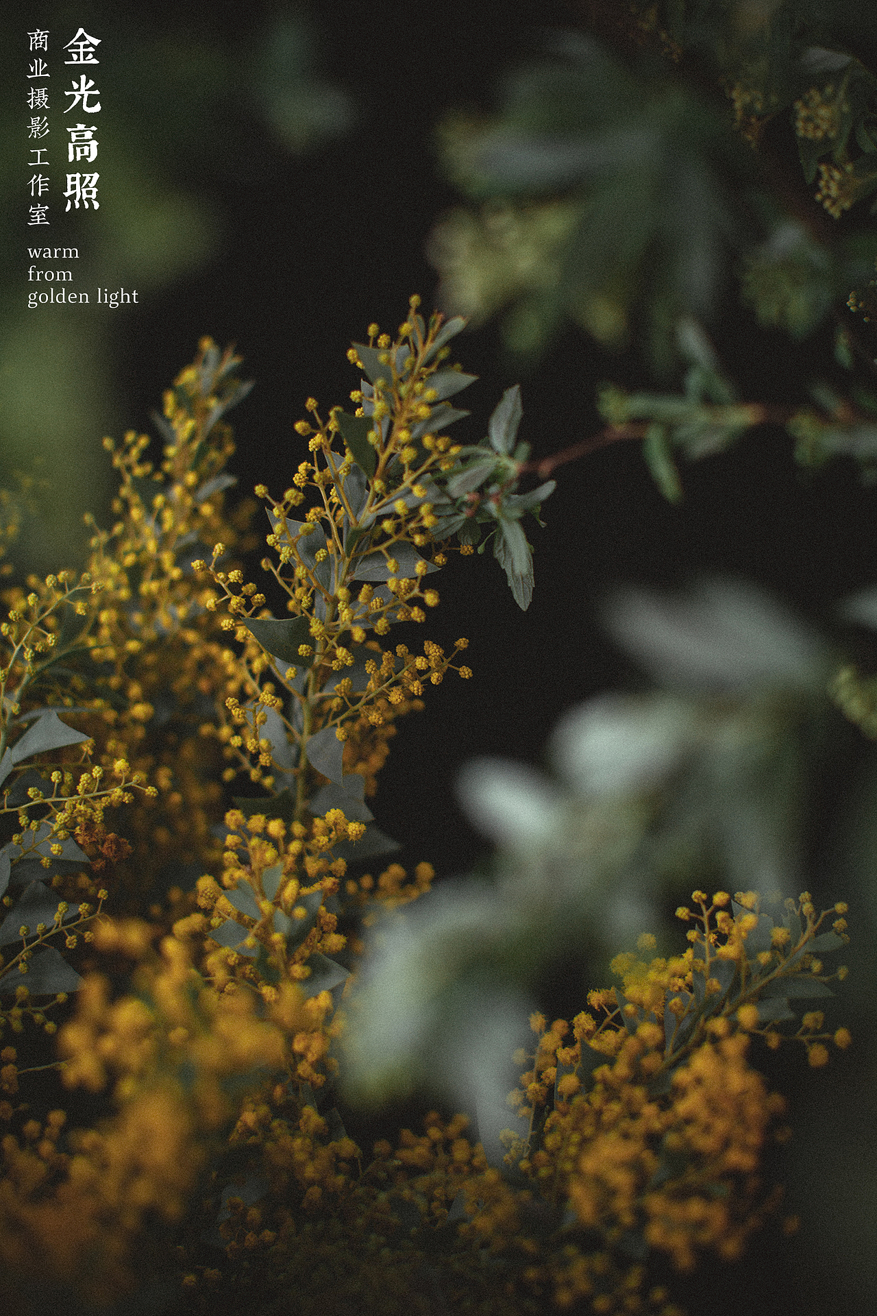 【手执烟火以谋生 心怀诗意以谋爱】近期工作和生活（图ZMjk4MjkxNjc2） - 产品摄影 - 站酷设计师金光高照商业摄影原创素材 - 站酷ZCOOL