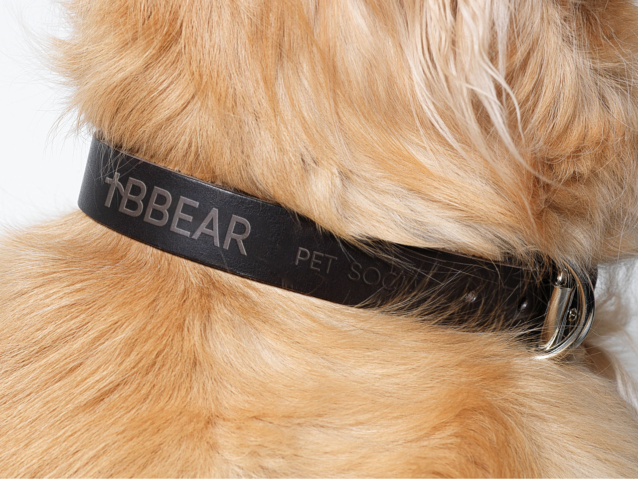 君毅原创x深圳湾宠物交付中心 品牌升级（图ZMzY2ODkyNjU2） - 品牌 - 站酷设计师君毅设计JunY1原创素材 - 站酷ZCOOL