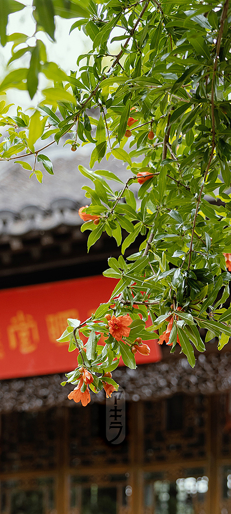 愚园榴花摄影（图ZMzMzODU0MjYw） - 风光摄影 - 站酷设计师一克苏摩原创素材 - 站酷ZCOOL