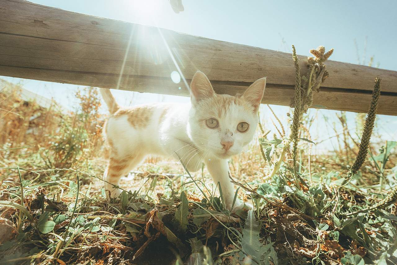 北疆喀纳斯禾木乡之旅（图ZMzE1NTg1MTI4） - 人文/纪实摄影 - 站酷设计师拾光朝圣者原创素材 - 站酷ZCOOL