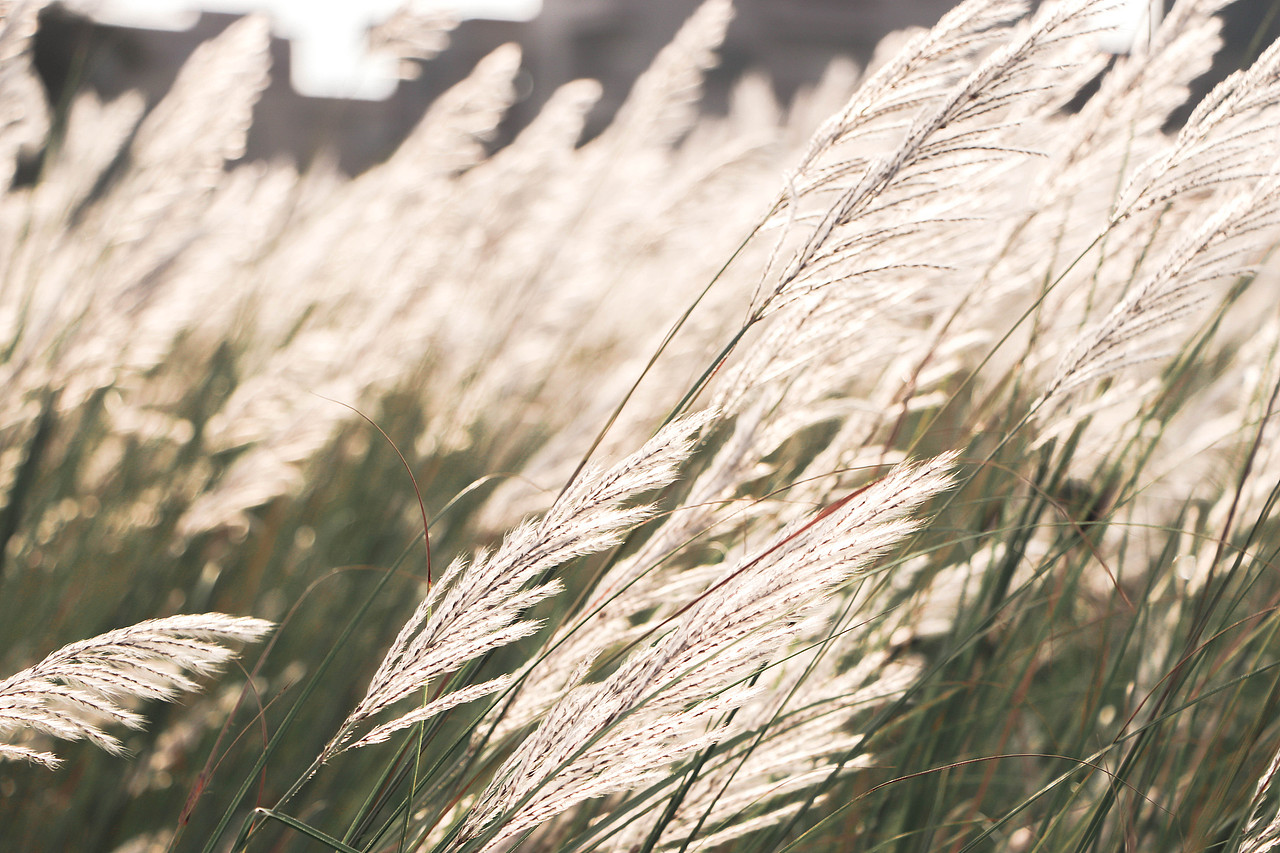 秋日芦苇（图ZMzM3OTg1NjE2） - 风光摄影 - 站酷设计师林二三_原创素材 - 站酷ZCOOL