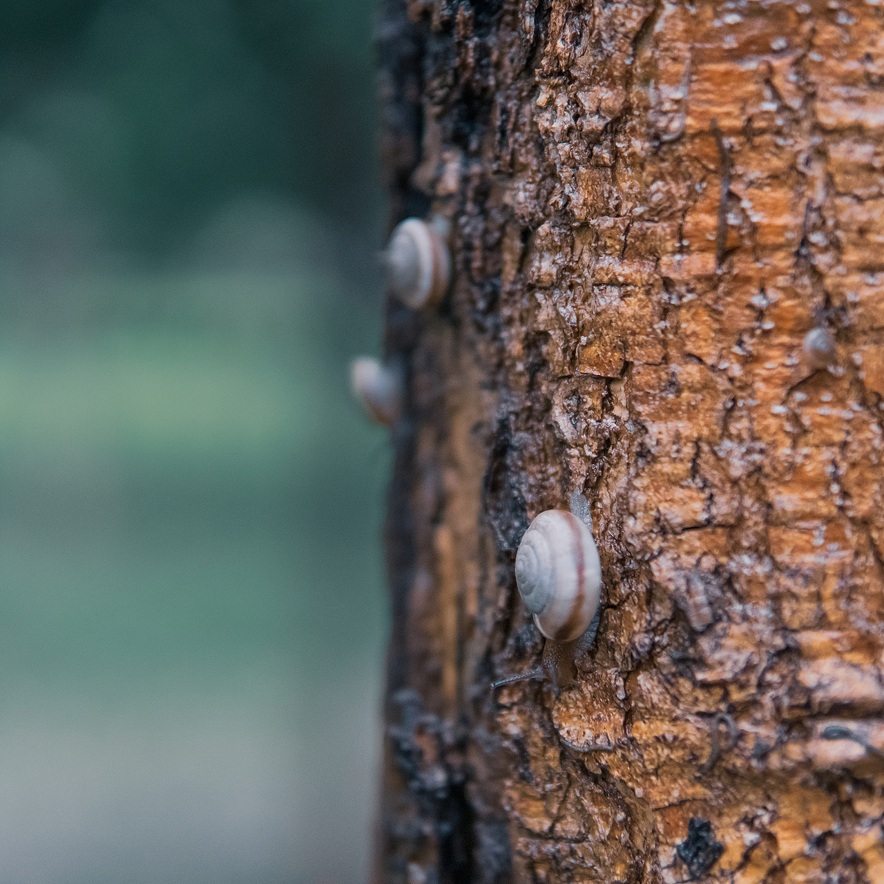 《平凡中的旺盛》（图ZMzA5ODI3Mjgw） - 环境/建筑摄影 - 站酷设计师BrianLu_Photo原创素材 - 站酷ZCOOL