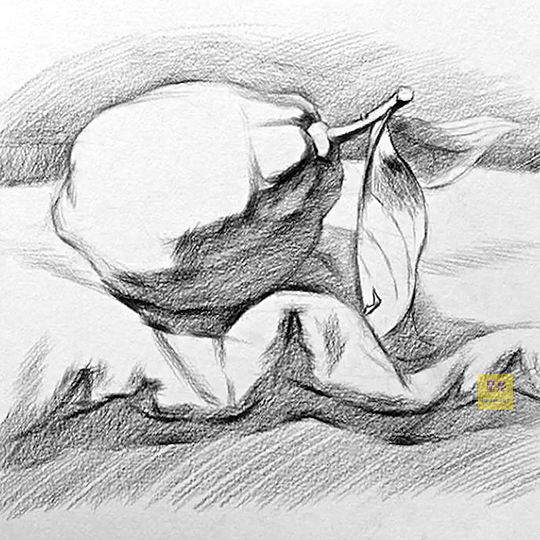 素描柠檬绘画详细步骤