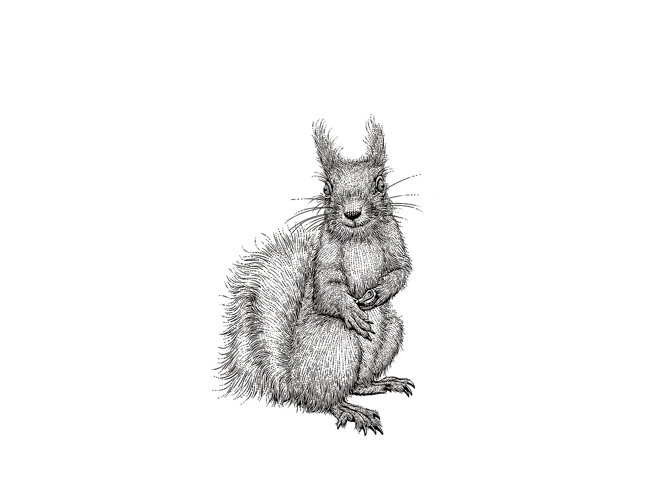 动物系列插画-2（图ZMjk2NTUzODA0） - 商业插画 - 站酷设计师一叶插画原创素材 - 站酷ZCOOL