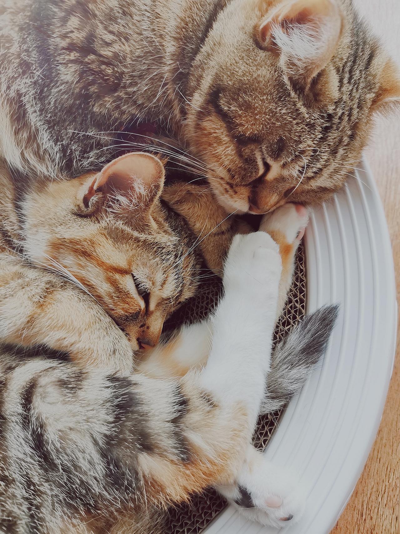 双倍快乐（图ZMzEyMDYzNDgw） - 宠物摄影 - 站酷设计师三心石原创素材 - 站酷ZCOOL