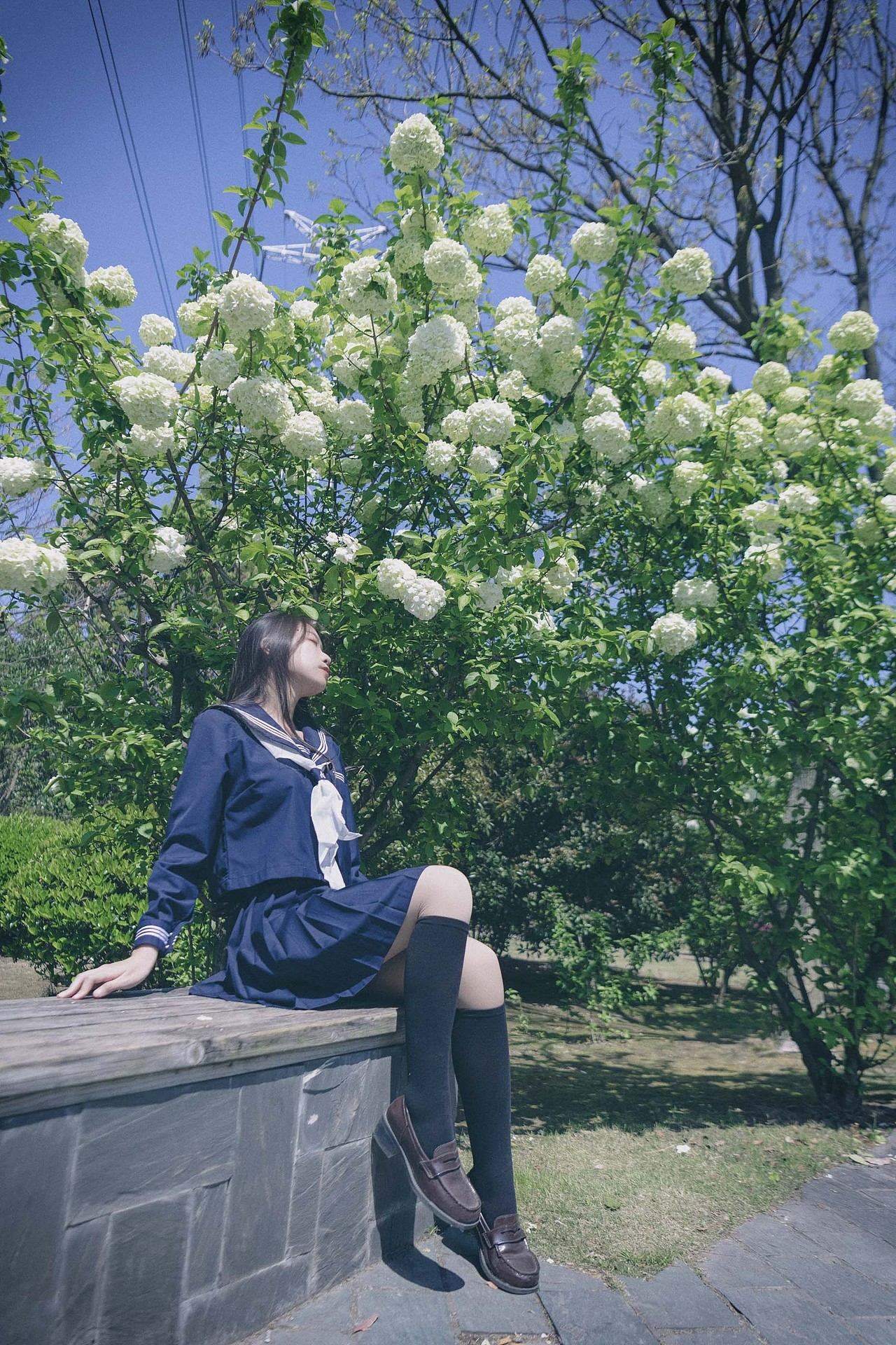 胶片模拟：时光静好，与绣球花为伴