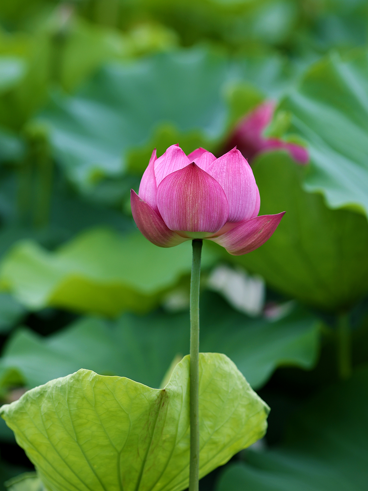 [游玩] 夏日觉醒：新津千亩荷塘（图ZMzI1ODYzMjY4） - 宠物摄影 - 站酷设计师摄影师_罗少原创素材 - 站酷ZCOOL