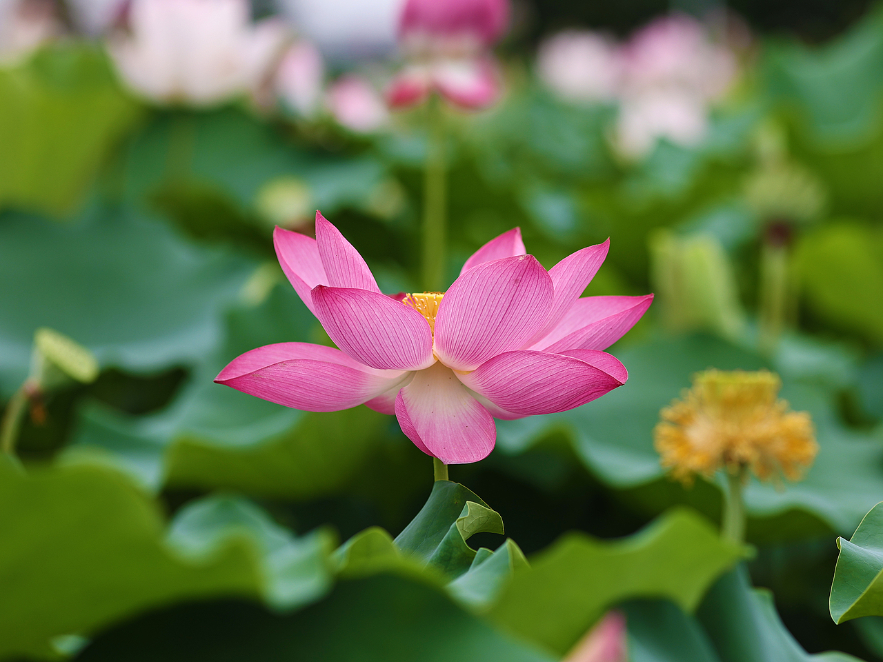 [游玩] 夏日觉醒：新津千亩荷塘（图ZMzI1ODYzNDA0） - 宠物摄影 - 站酷设计师摄影师_罗少原创素材 - 站酷ZCOOL