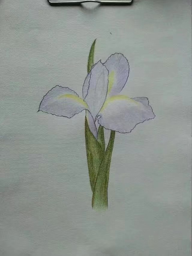 花卉彩铅画过程图（图ZMjk3OTk5MzU2） - 其他 - 站酷设计师冲刺的蜗牛原创素材 - 站酷ZCOOL