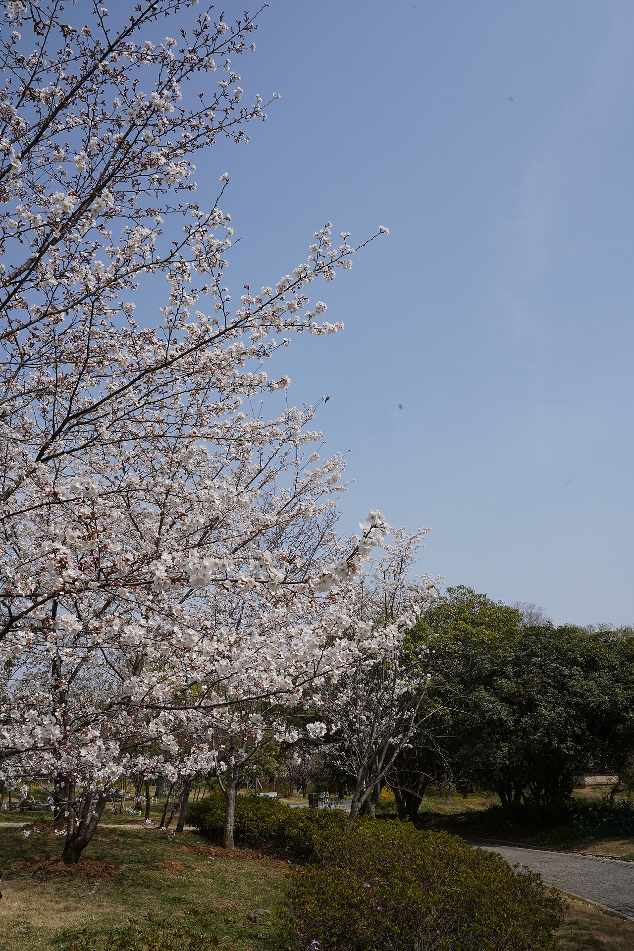 南京明孝陵樱花（图ZMzM0NDA1OTI0） - 风光摄影 - 站酷设计师黑巧ines原创素材 - 站酷ZCOOL