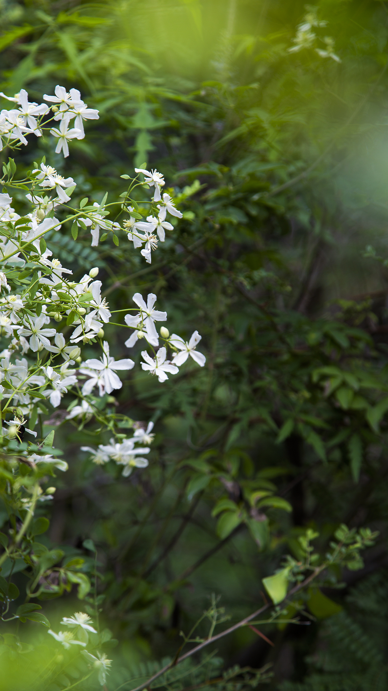 《山水》-盛夏（图ZMzEwMjgzODI0） - 风光摄影 - 站酷设计师寒塘Y原创素材 - 站酷ZCOOL