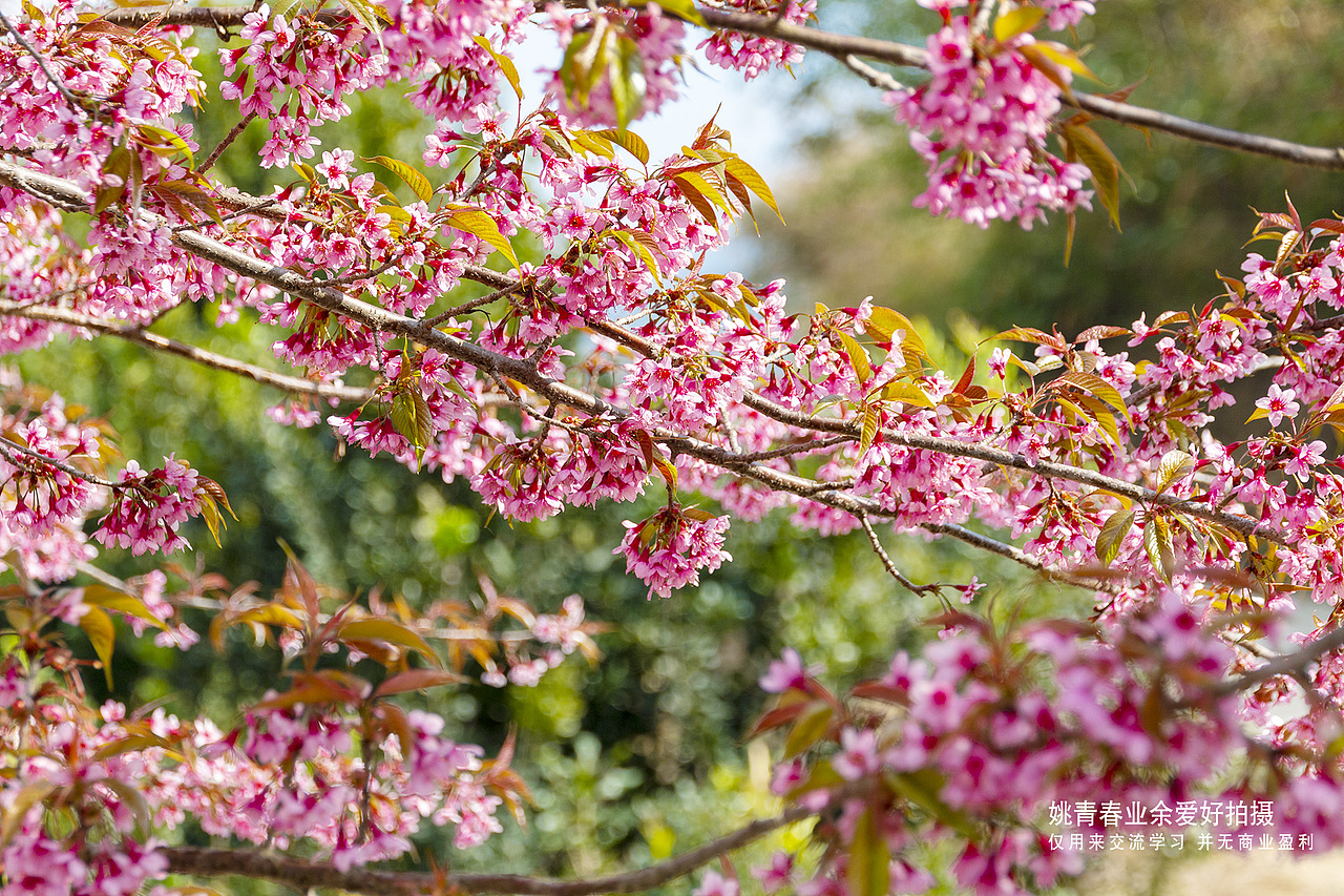 云南省临沧市凤庆县大寺乡德乐村澜沧江乡村人家#姚青春