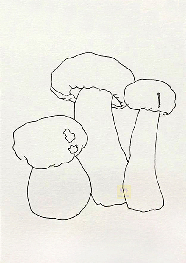 线描插画牛肝菌详细步骤