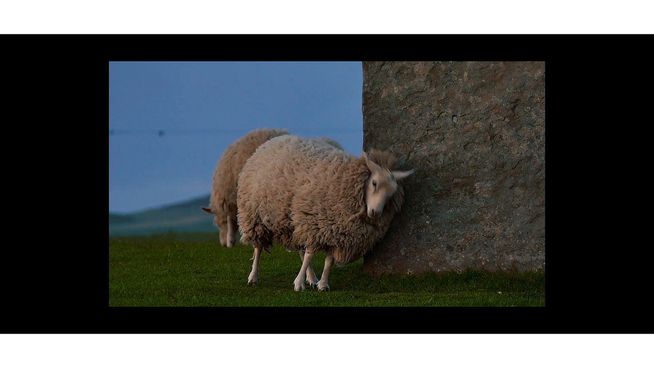 自然里那些小动物们,总是有些魔力,默默治愈疲惫的人们,或许激发了多巴胺或者催产素