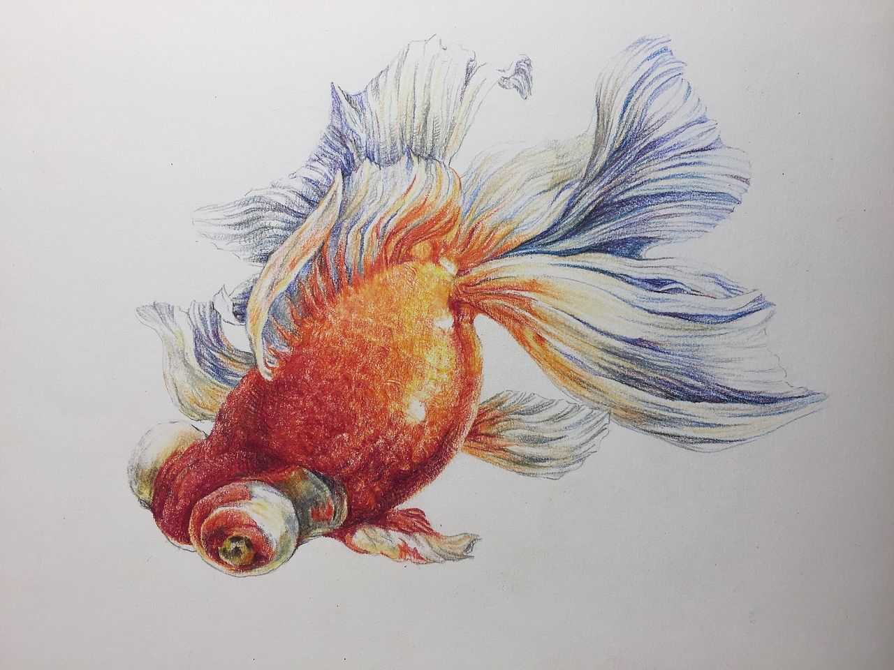 彩铅小金鱼|纯艺术|绘画|毛伟漫画_原创作品-站酷zcool