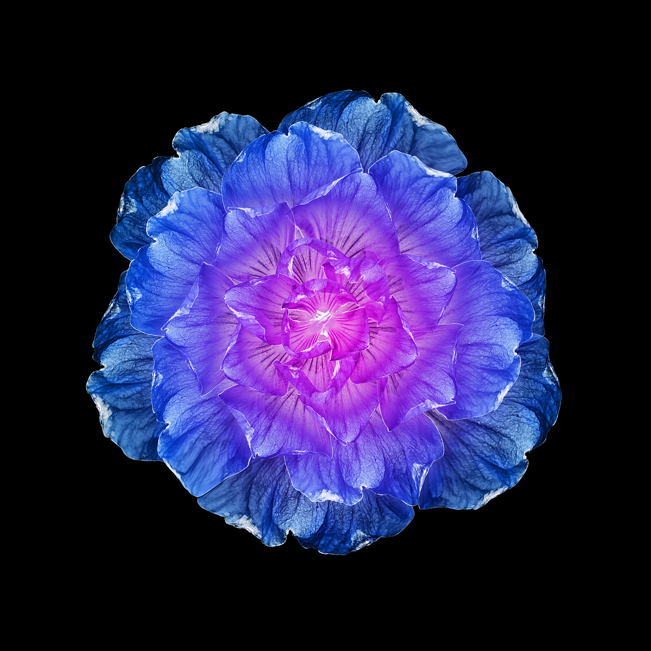 ps制作超现实艺术花朵学习后作业