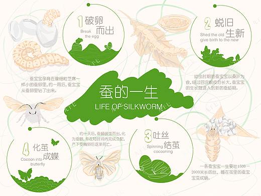 博物馆多媒体UI界面设计——蚕的一生