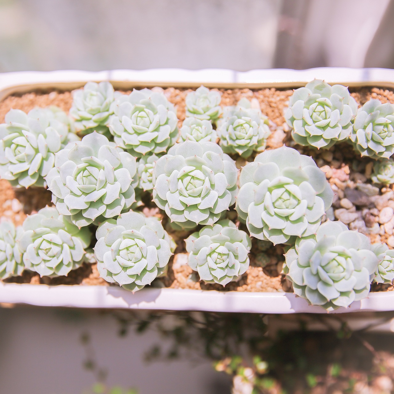 今日份多肉植物