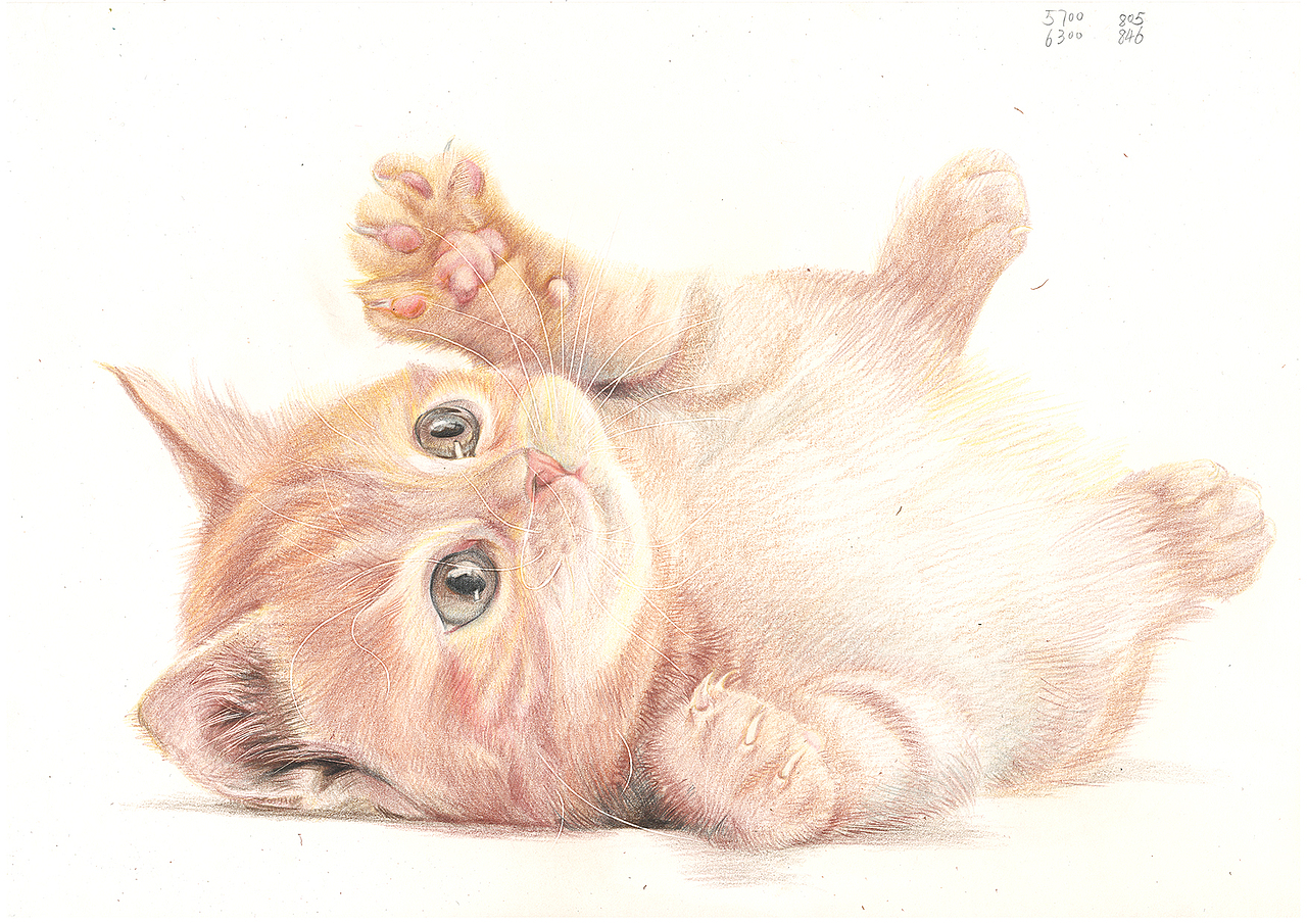 小猫一只（图ZNzk3NDQxMjQ=） - 艺术插画 - 站酷设计师summerdrizzle原创素材 - 站酷ZCOOL