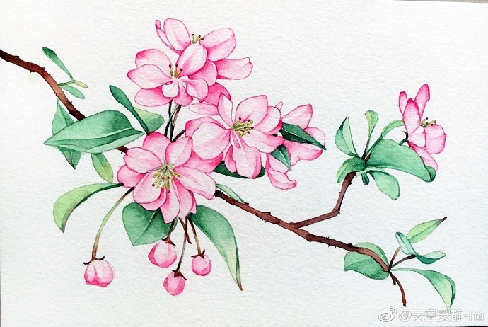 举报14分享原创作品插画商业插画水彩手绘海棠花2022夏天秋天146天空