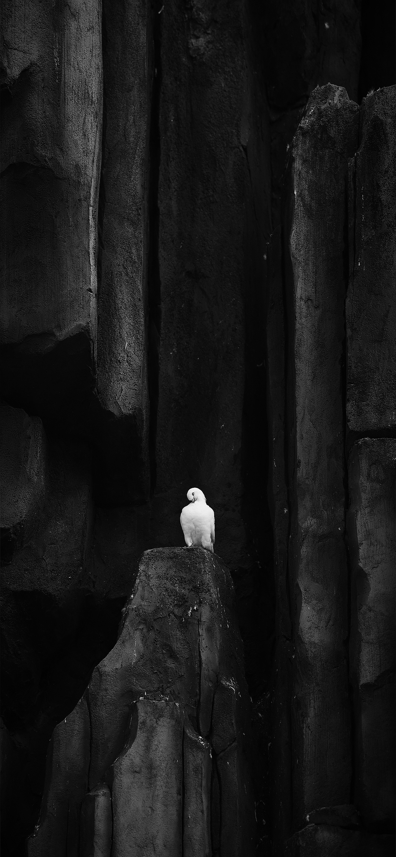 一组ipx的动物壁纸