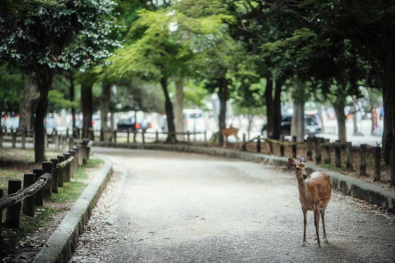 奈良の鹿（图ZMTIwODI4MjYw） - 宠物摄影 - 站酷设计师monkeyivan原创素材 - 站酷ZCOOL